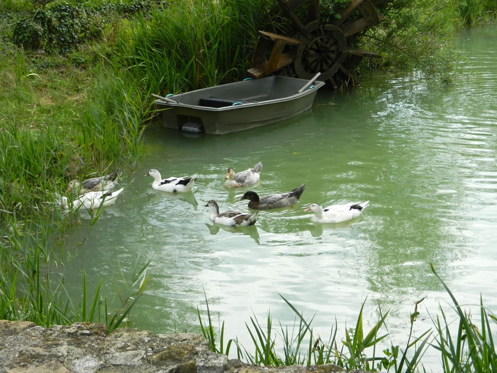 Les canards de notre étang