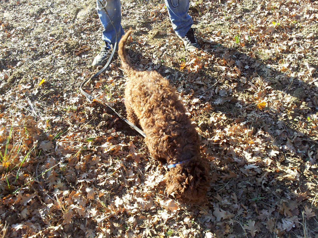 La récolte des truffes avec notre chien truffier